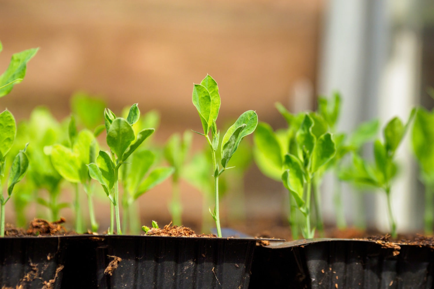 seedlings of lathyrus or sweet peas