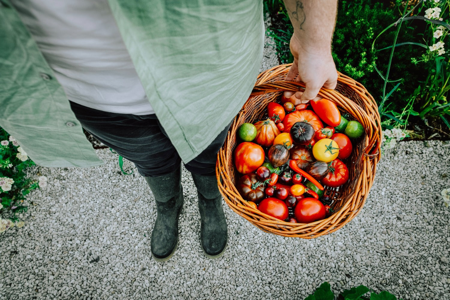 Angelo houdt een mand met tomaten vast