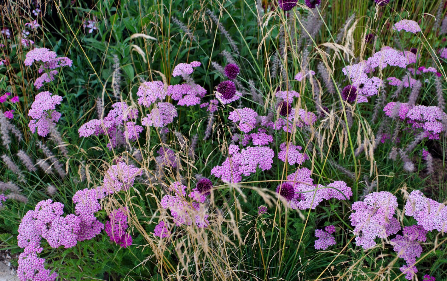 Planten & pakketten