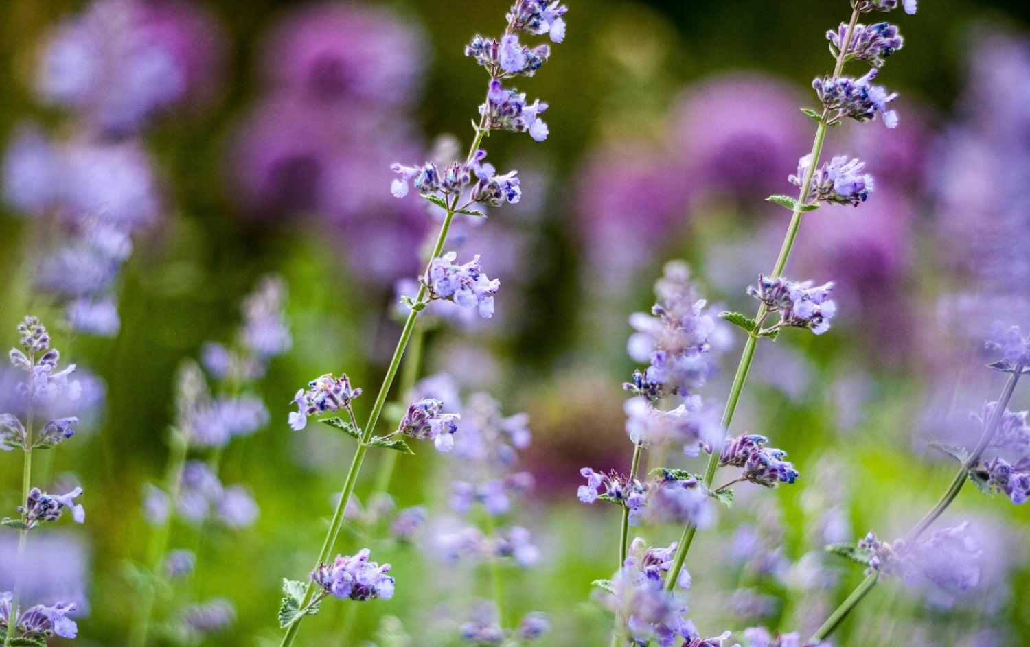 Vaste planten - volle zon