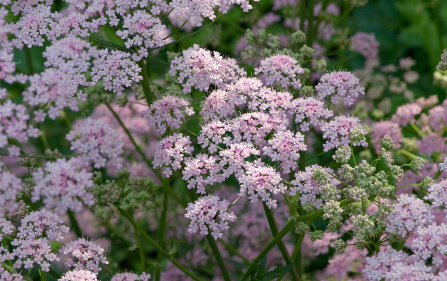 Vaste planten - halfschaduw