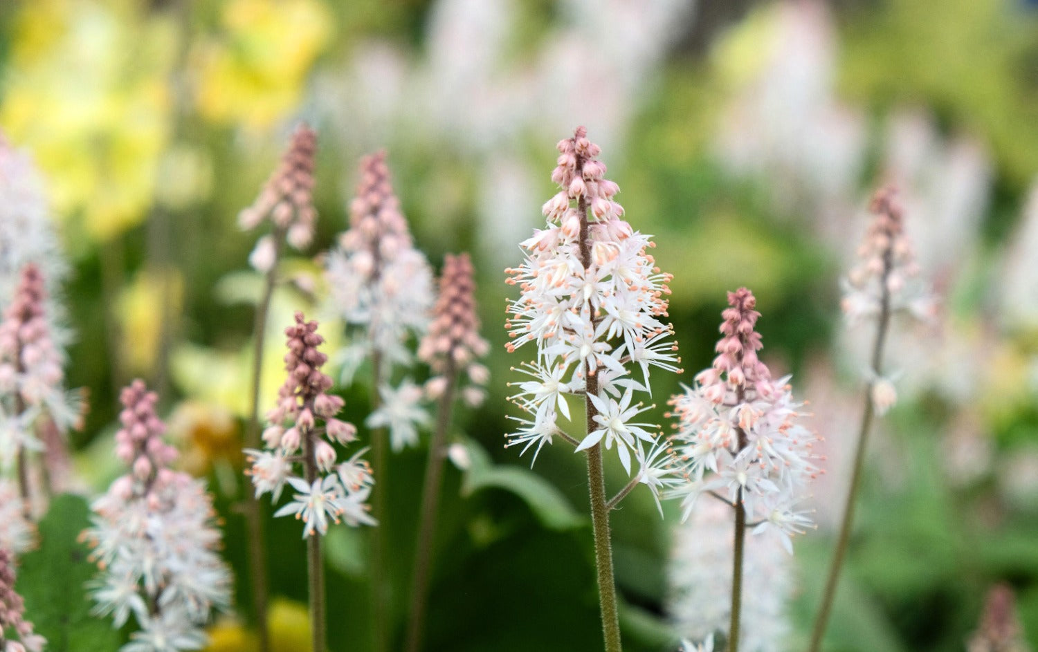 Vaste planten - schaduw