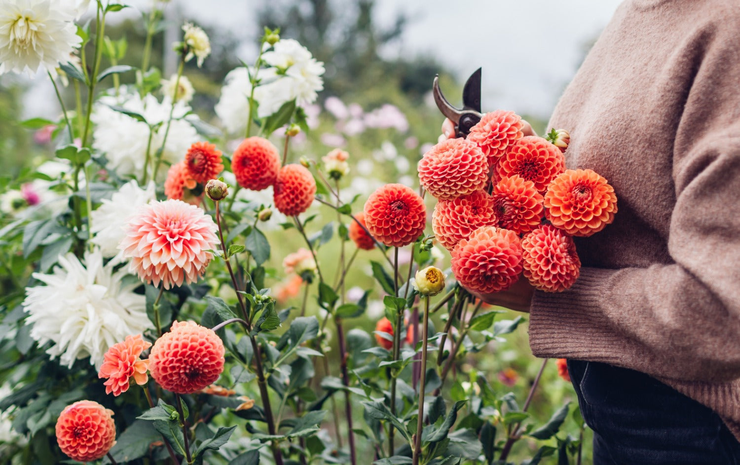 Dahlia's planten in mei