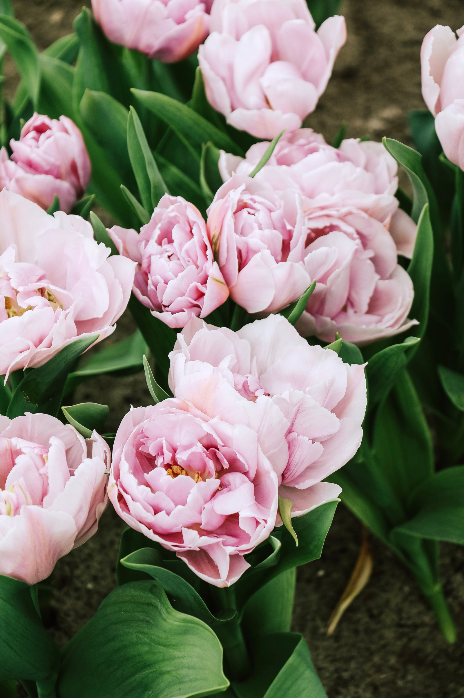 Tulpen