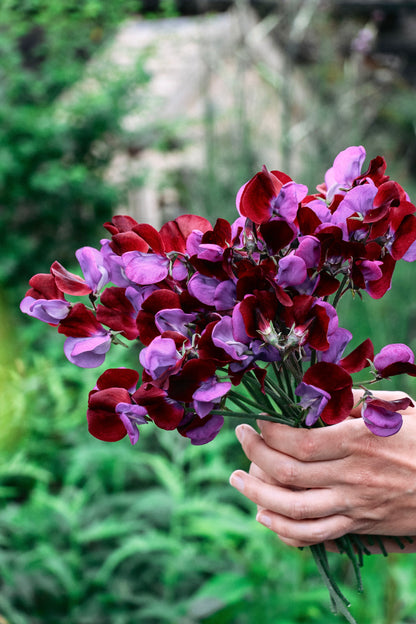 Lathyrus odoratus &