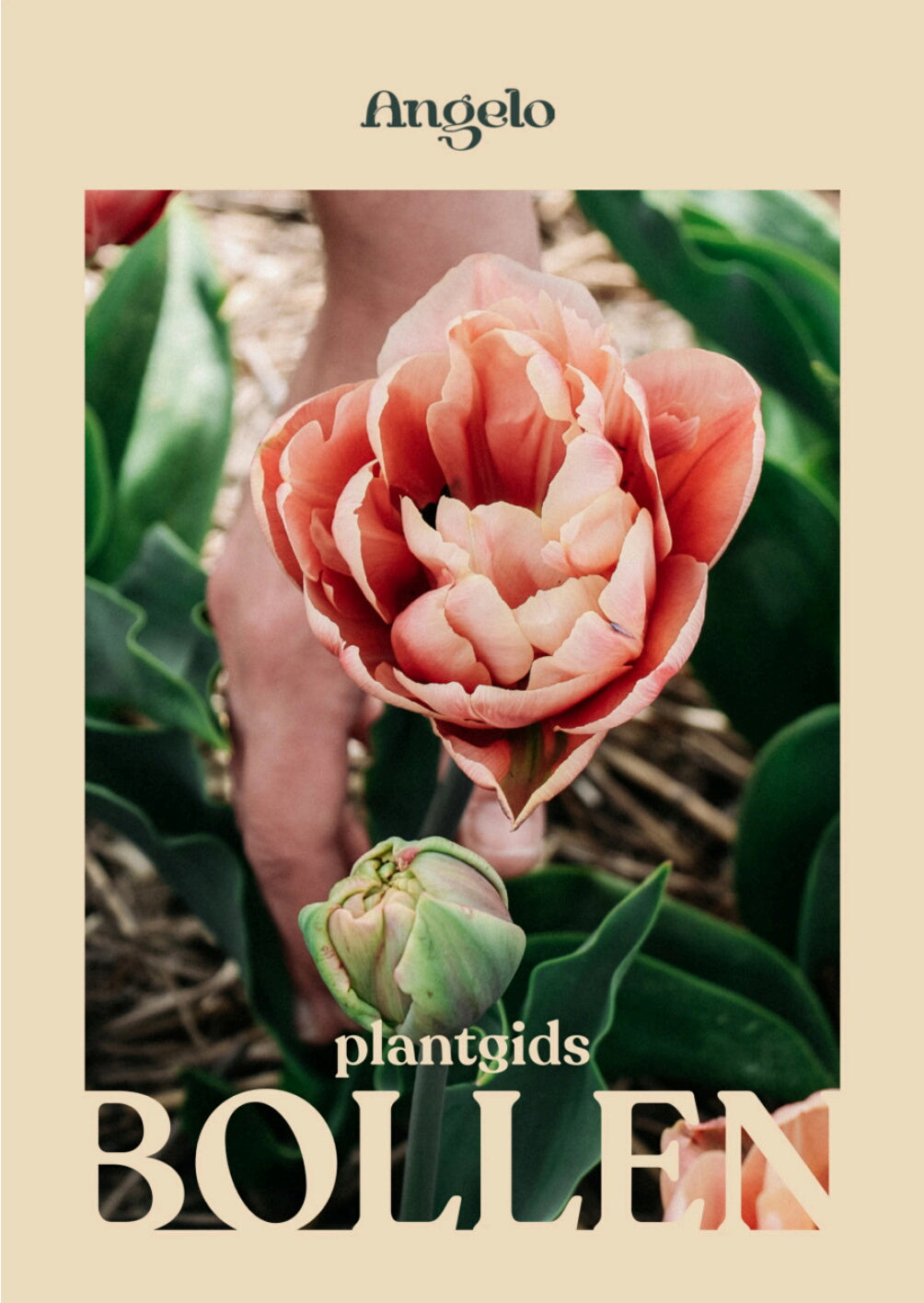 Plantgids bloembollen