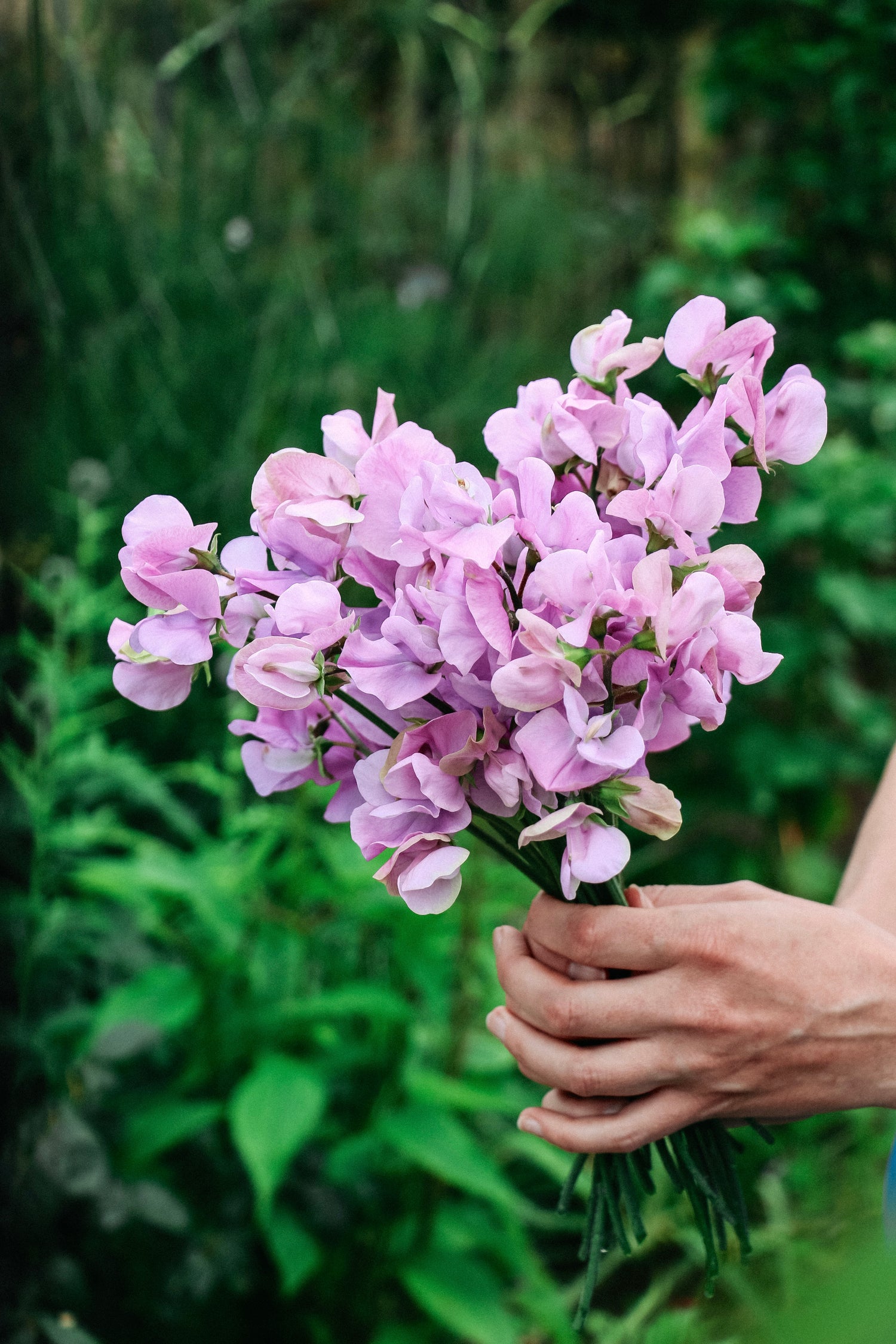 Lathyrus odoratus elegance &