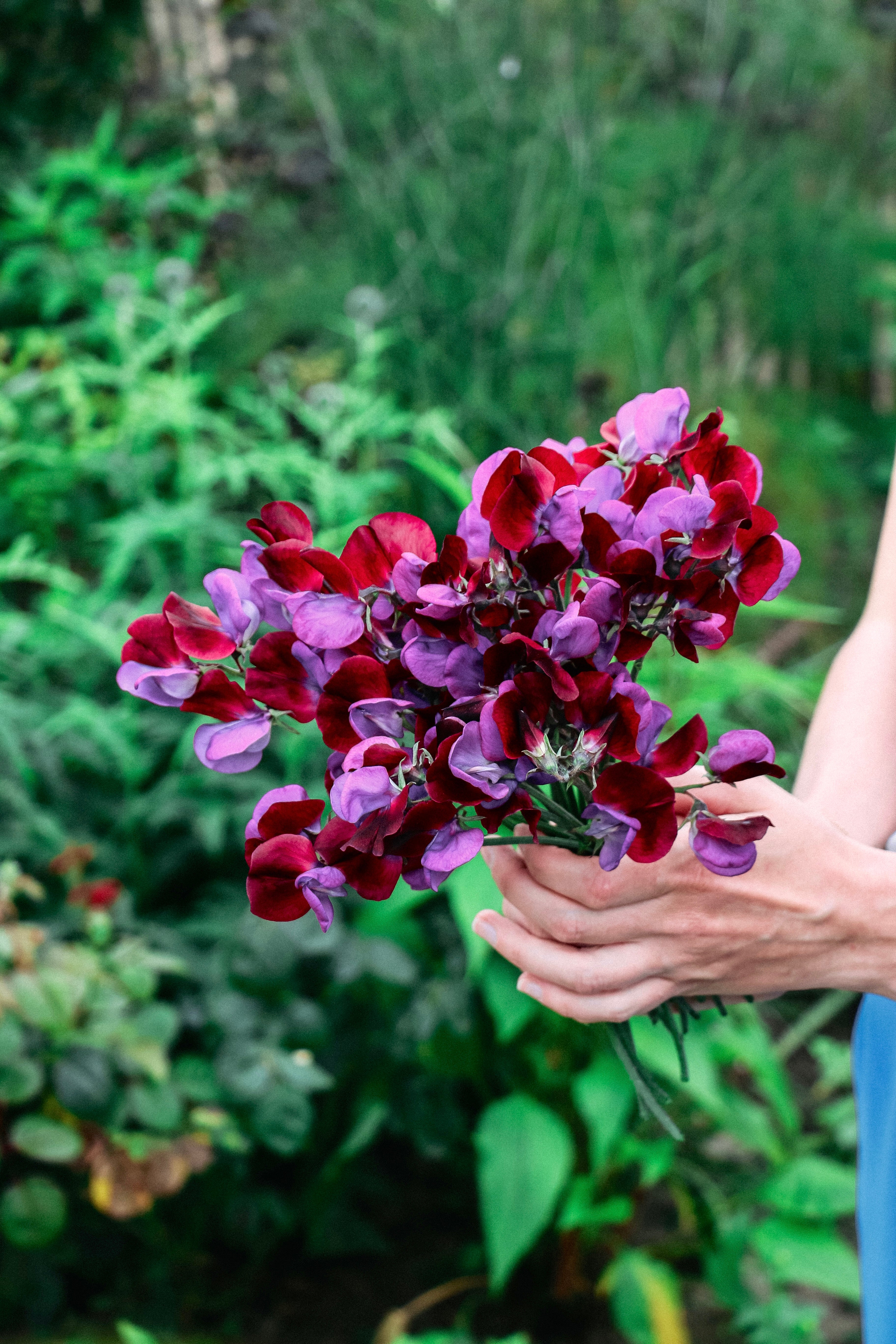 Lathyrus odoratus &