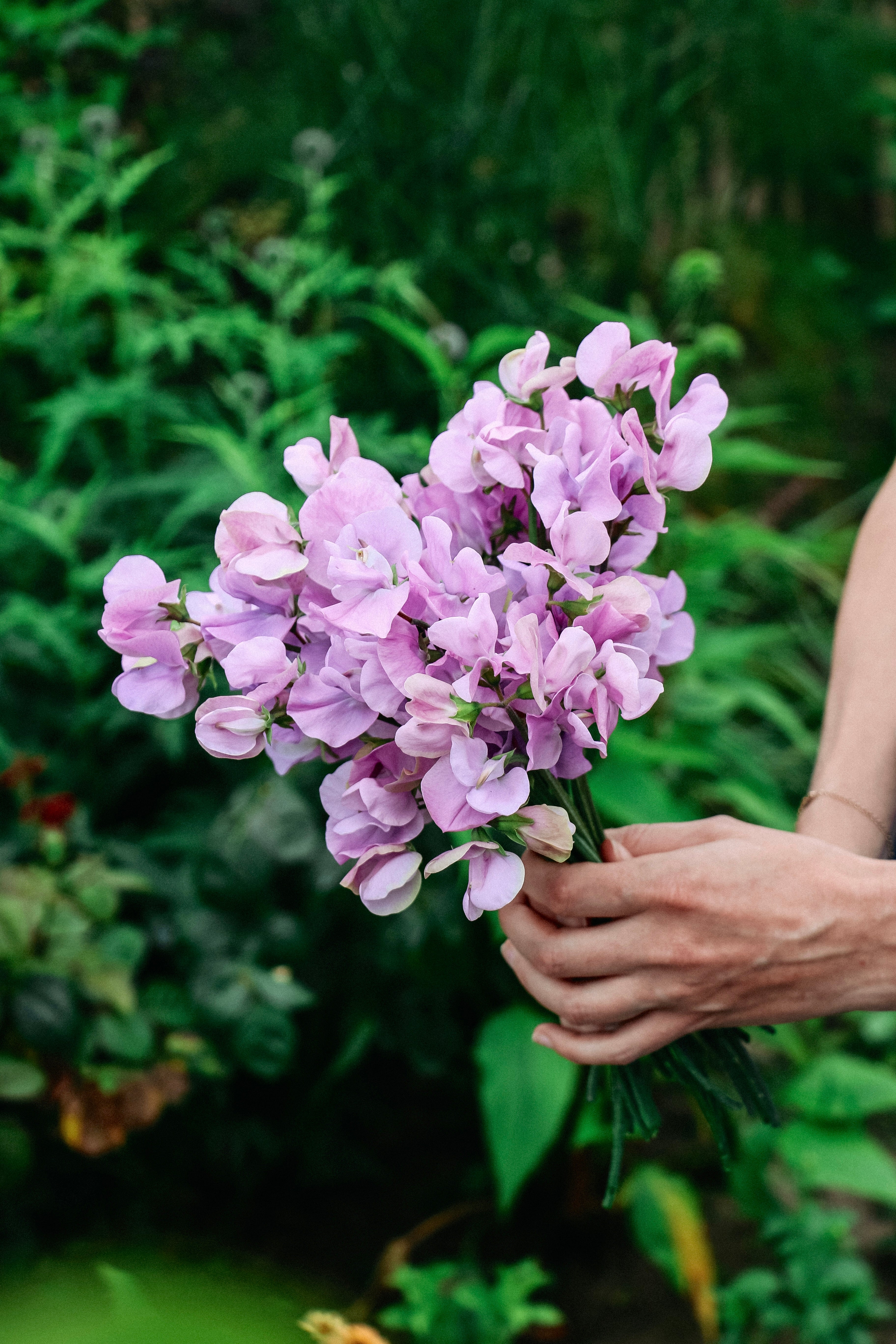 Lathyrus odoratus elegance &