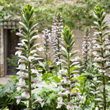 Acanthus mollis