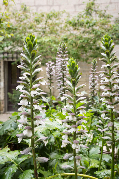 Acanthus mollis