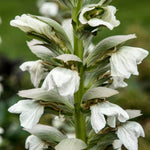Acanthus mollis 'Rue Ledan' - zachte acanthus vaste plant