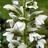 Acanthus mollis 'Rue Ledan' - zachte acanthus vaste plant