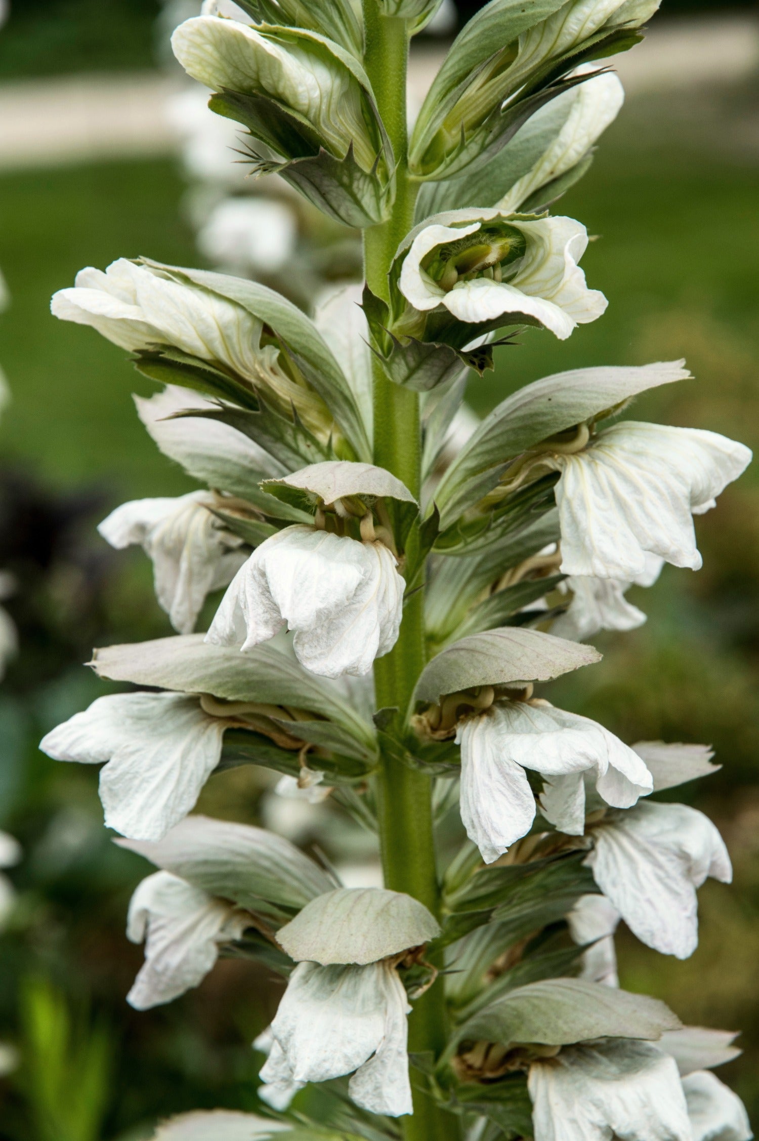 Acanthus mollis 'Rue Ledan' - zachte acanthus vaste plant