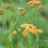 Achillea millefolium 'Terracotta'
