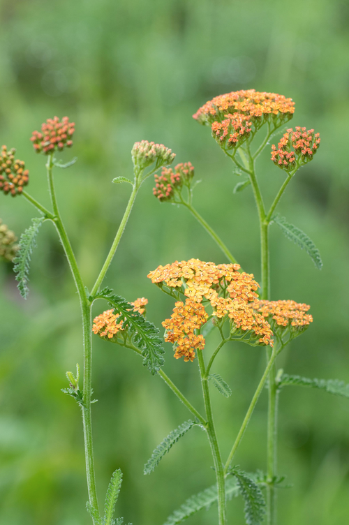 Achillea millefolium 'Terracotta'