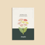Achillea millefolium 'colorado mixture'-Angelo