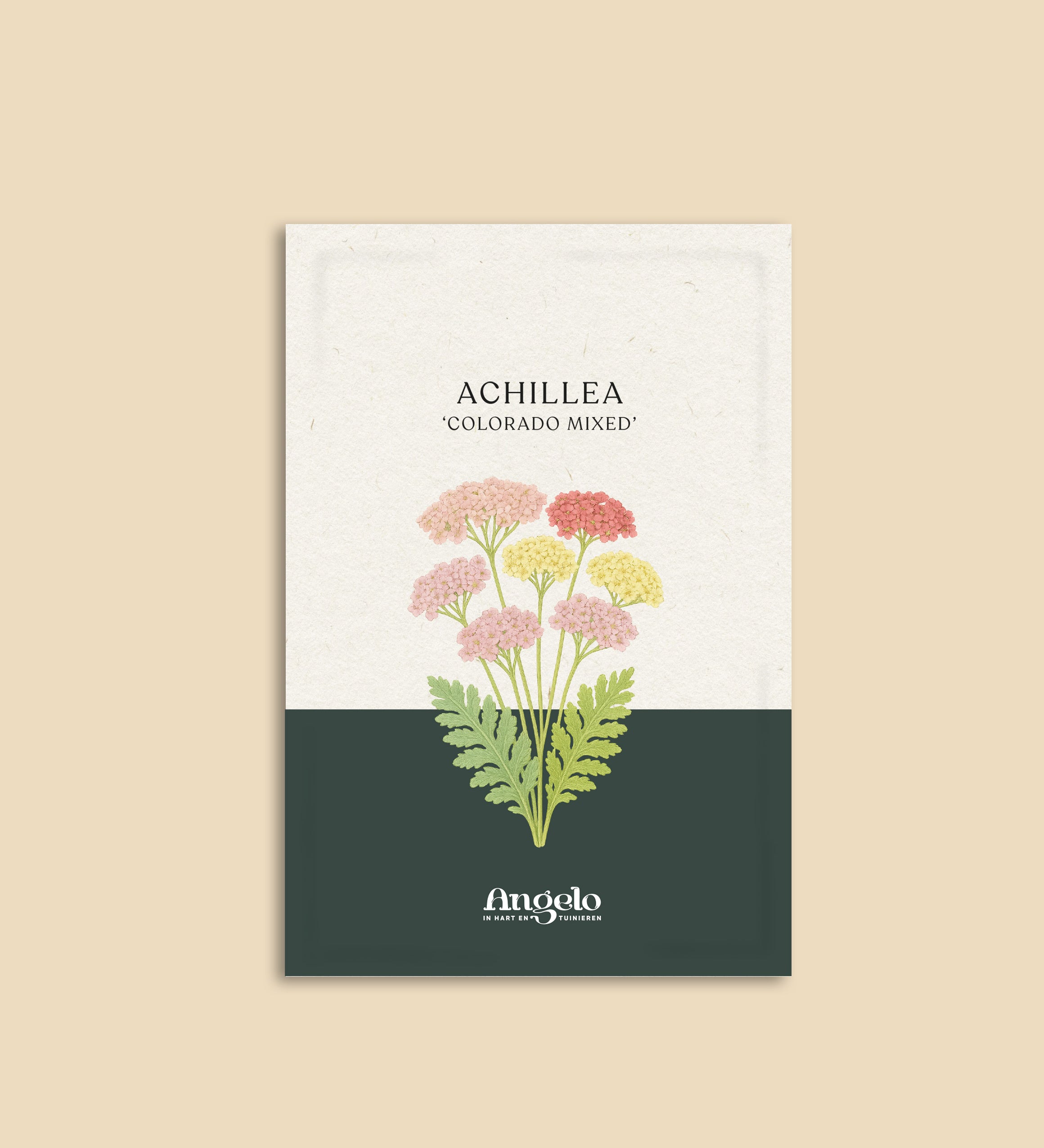 Achillea millefolium 'colorado mixture'-Angelo