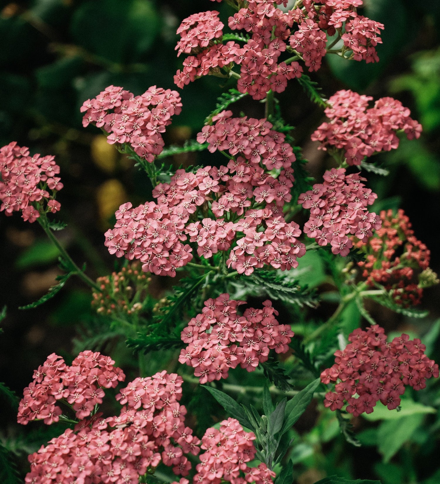 Achillea millefolium 'Apricot Delight'