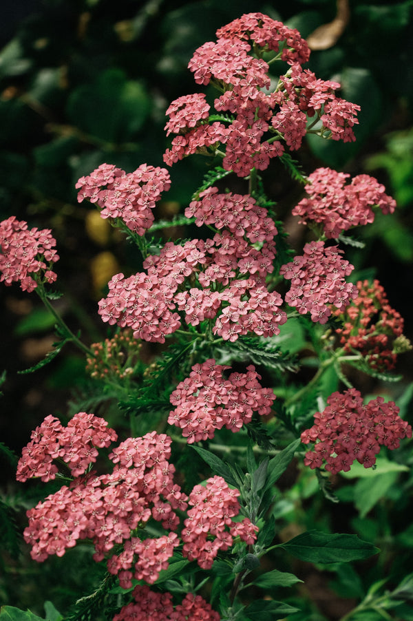 Achillea millefolium 'Apricot Delight'
