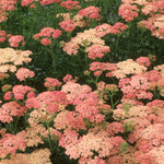 Achillea millefolium 'Lachsschönheit'