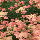 Achillea millefolium 'Lachsschönheit'
