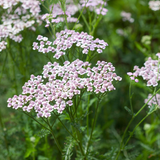 Achillea millefolium 'Lilac Beauty'