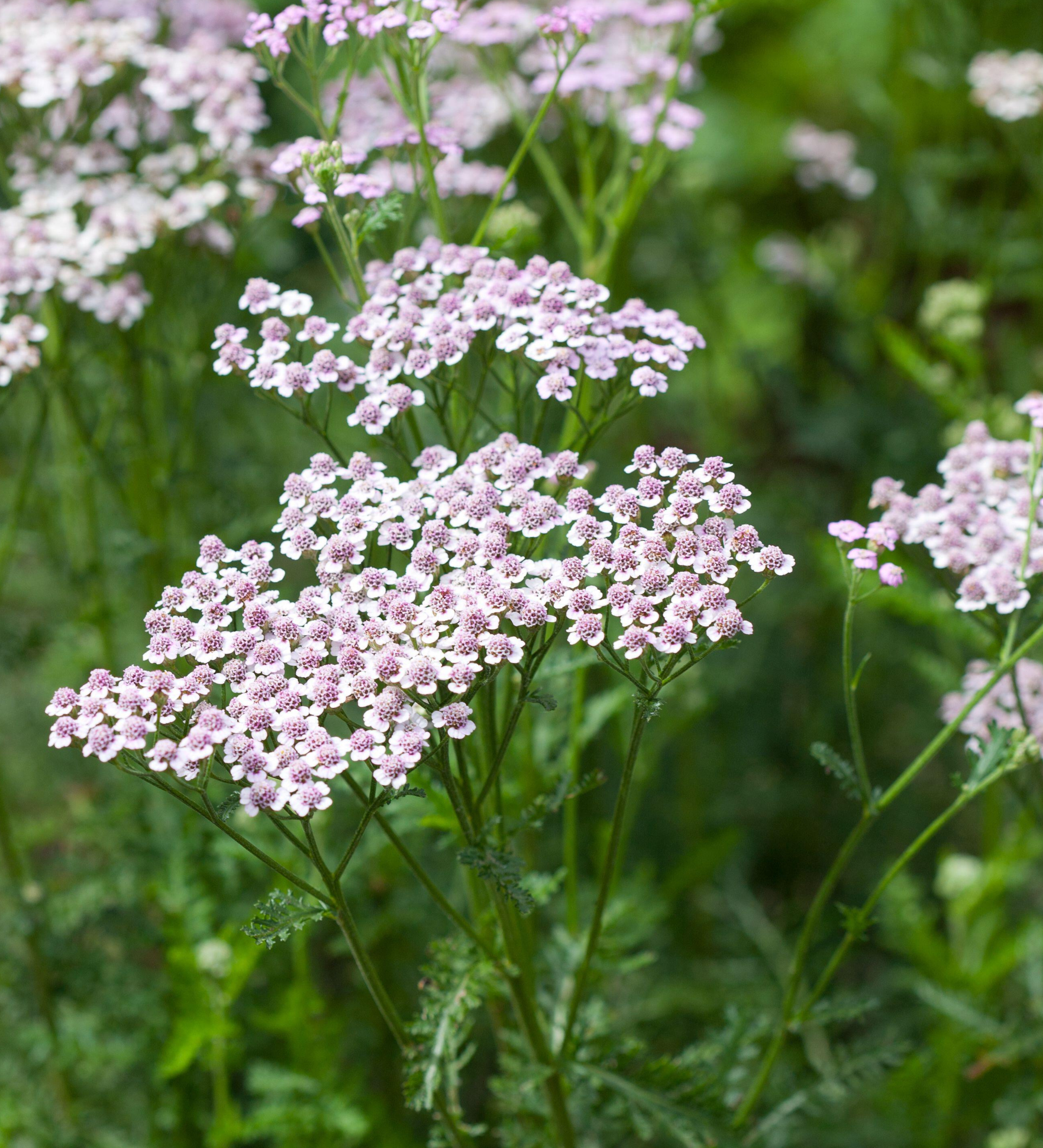 Achillea millefolium 'Lilac Beauty'