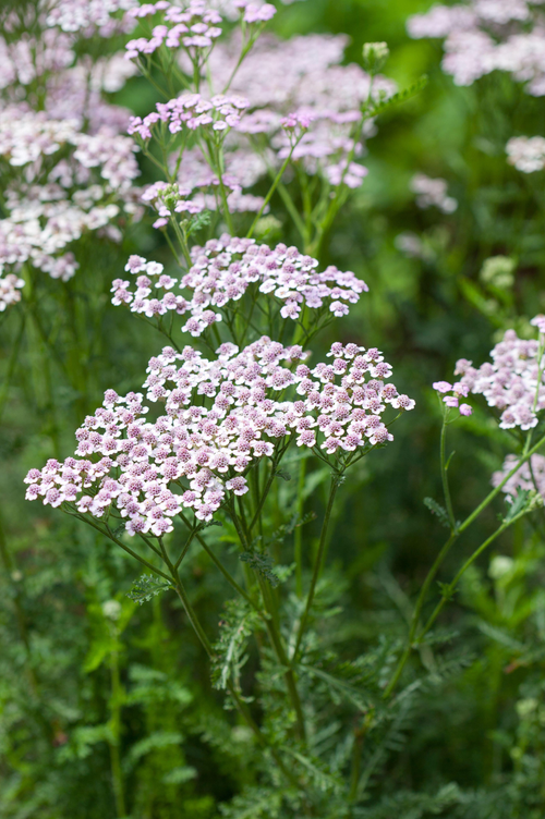 Achillea millefolium 'Lilac Beauty'