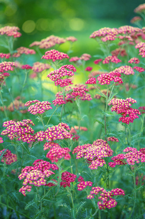 Achillea millefolium 'Paprika'