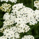 Achillea millefolium 'Schneetaler'