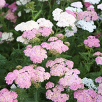Achillea millefolium 'Summer Pastels'