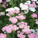 Achillea millefolium 'Summer Pastels'