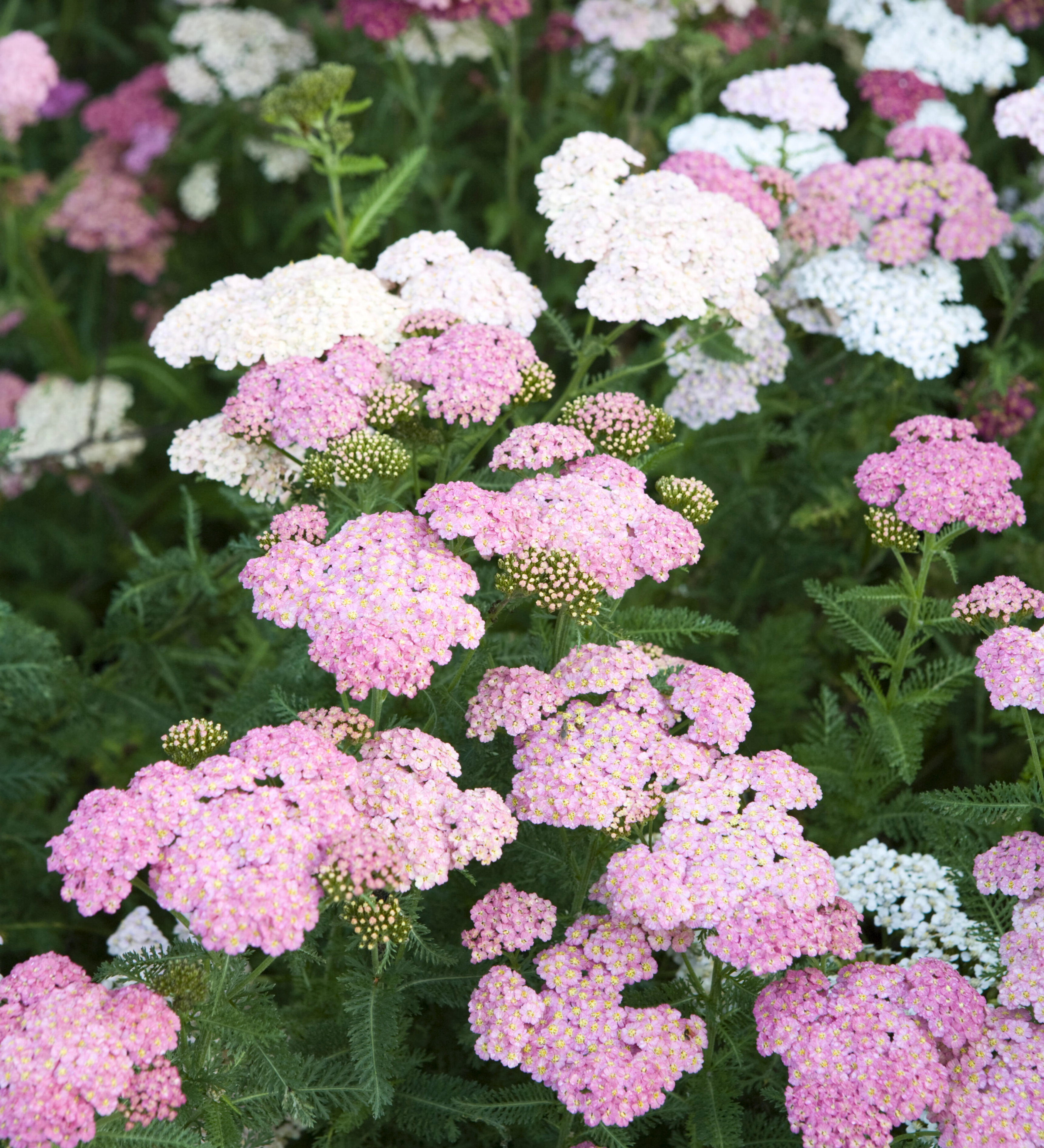 Achillea millefolium 'Summer Pastels'