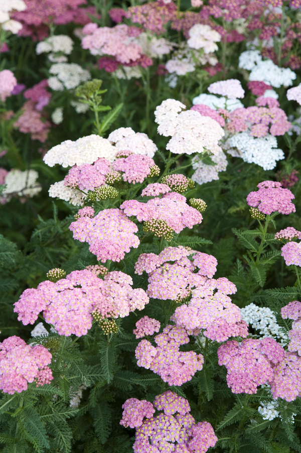 Achillea millefolium 'Summer Pastels'