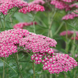 Achillea millefolium 'Summerwine' - duizendblad vaste plant