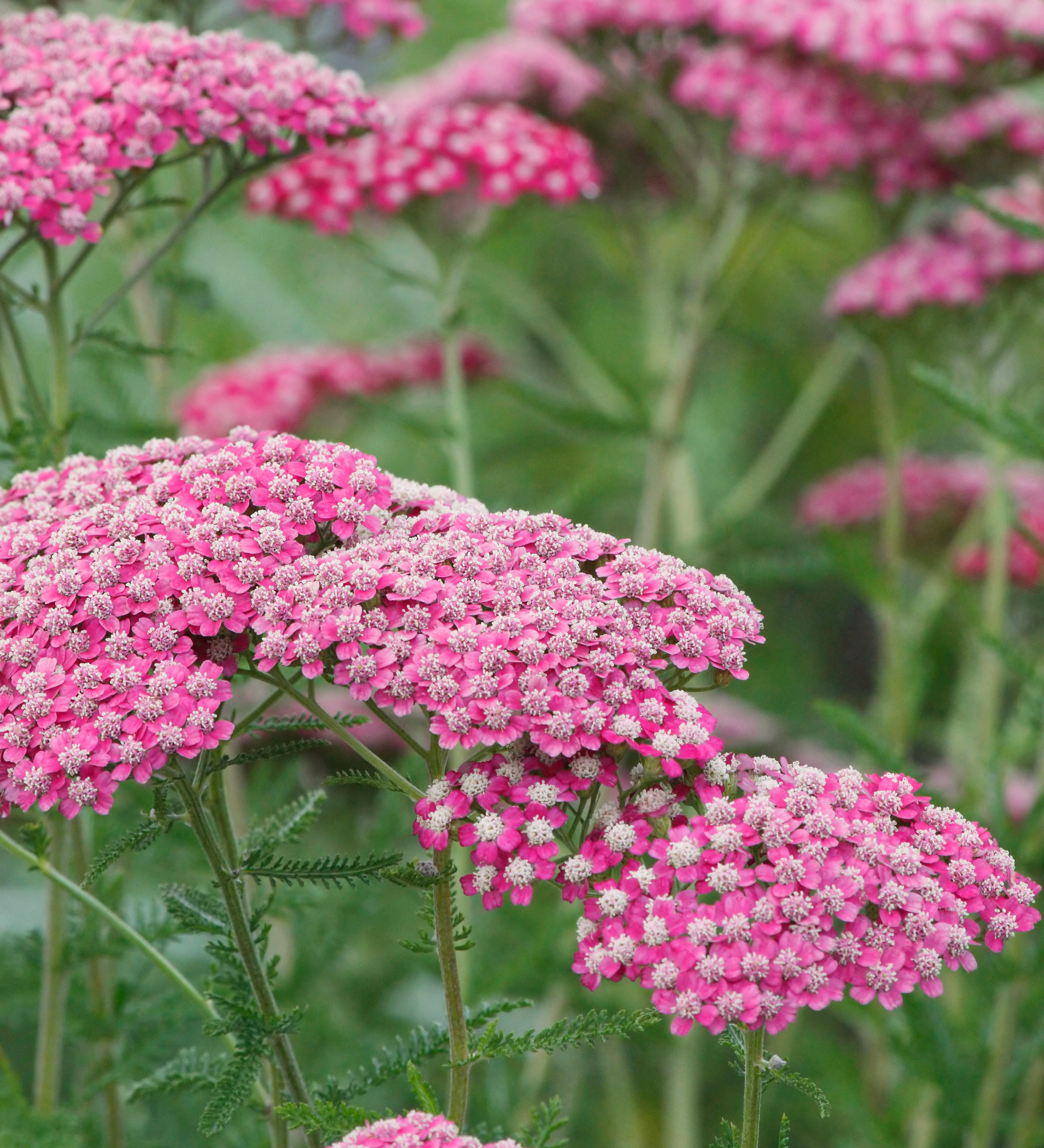 Achillea millefolium 'Summerwine' - duizendblad vaste plant