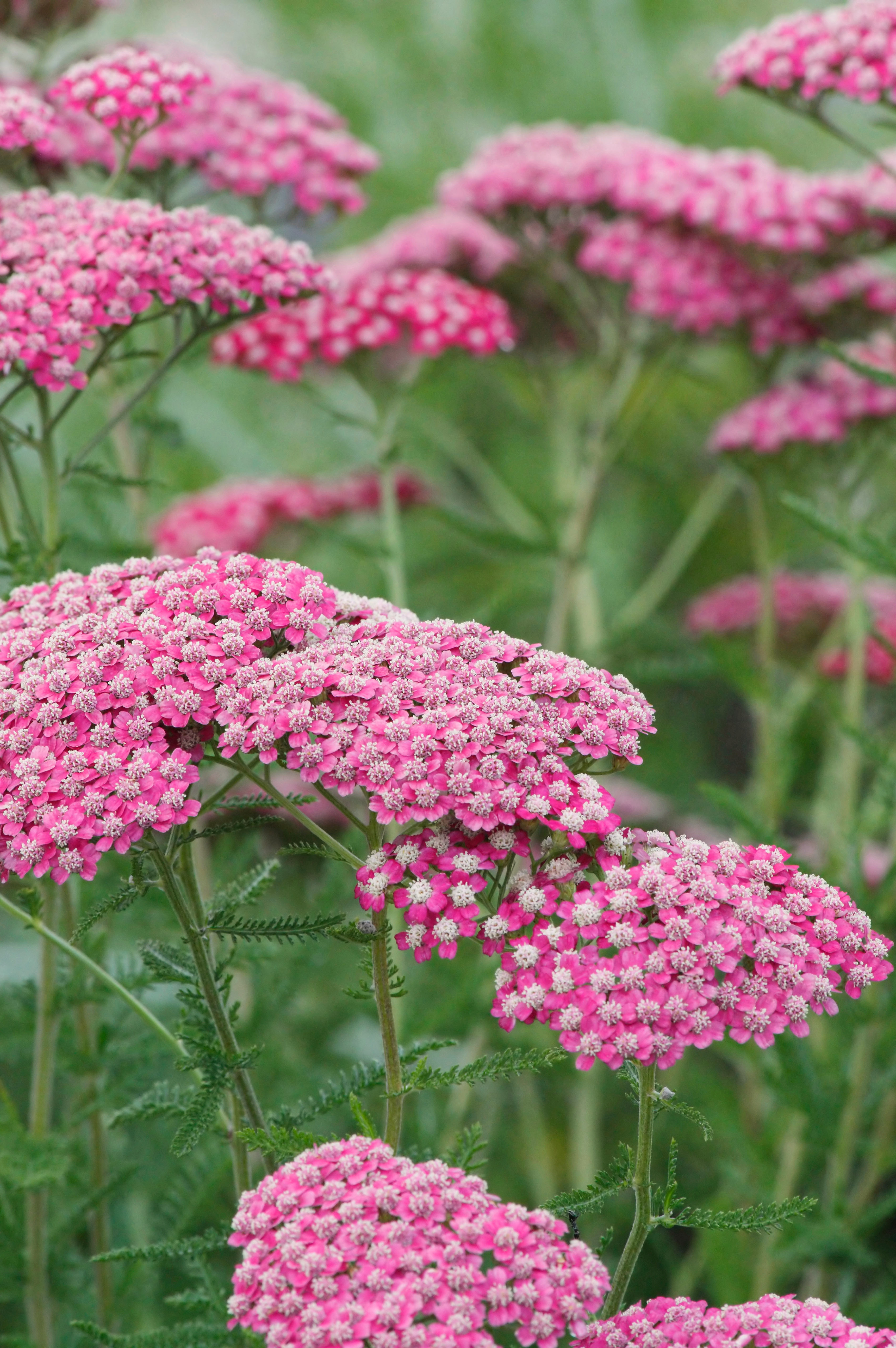 Achillea millefolium 'Summerwine' - duizendblad vaste plant