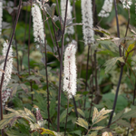 Actaea simplex 'Atropurpurea' - zilverkaars vaste plant