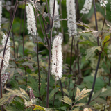 Actaea simplex 'Atropurpurea' - zilverkaars vaste plant