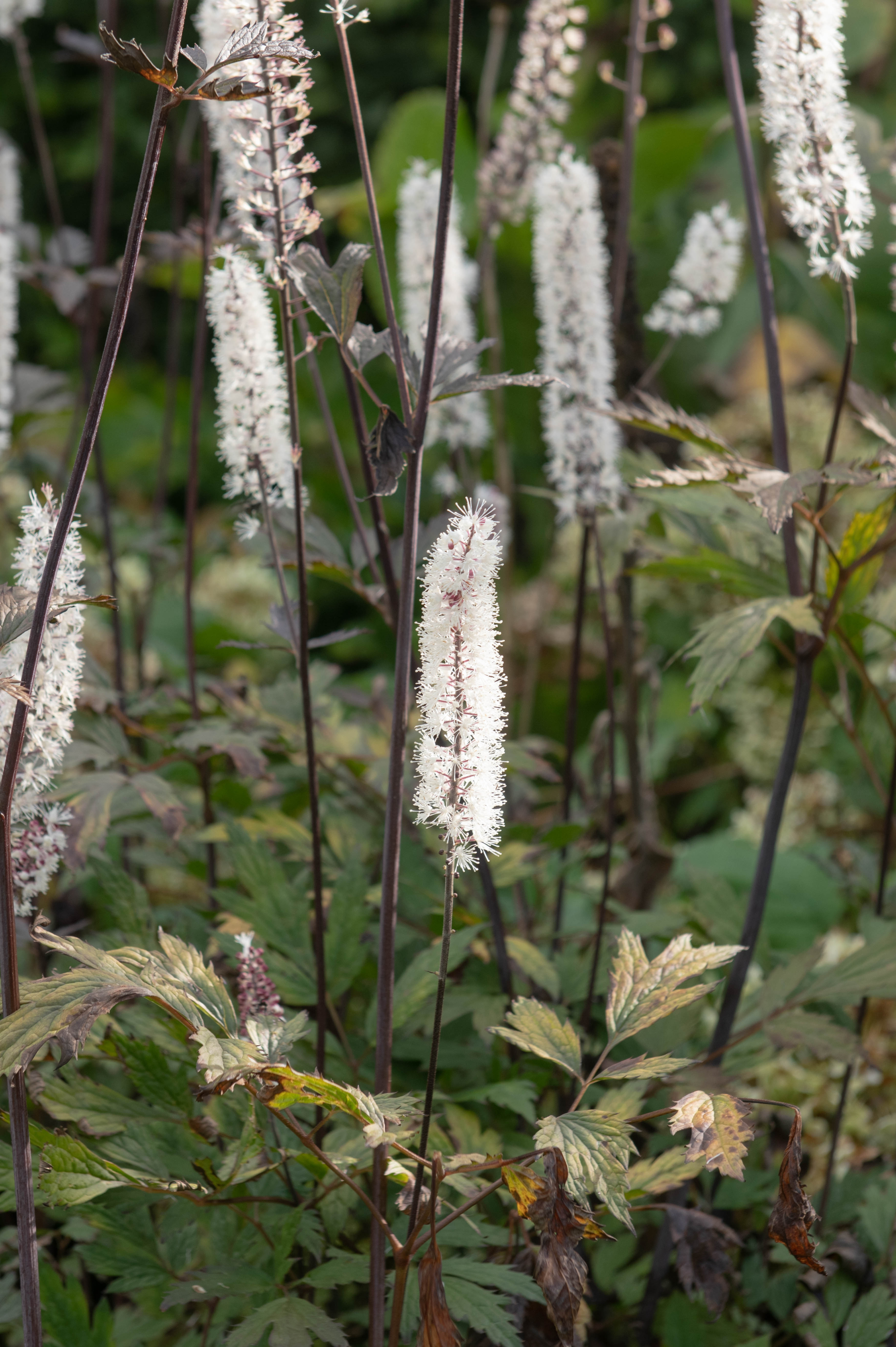 Actaea simplex 'Atropurpurea' - zilverkaars vaste plant