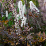 Actaea simplex 'Brunette'