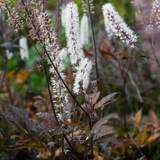Actaea simplex 'Brunette'