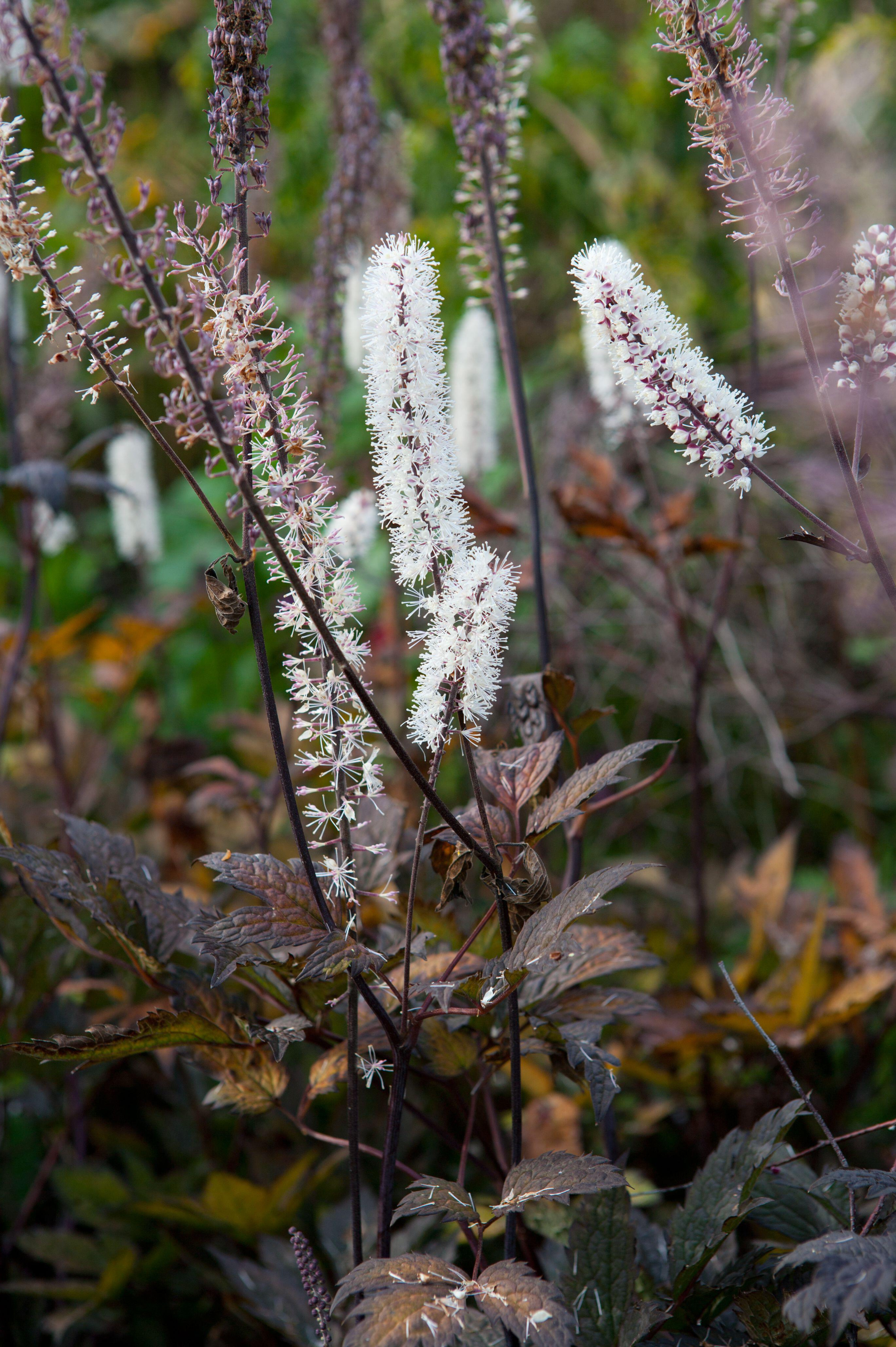 Actaea simplex 'Brunette'