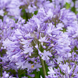 Agapanthus 'Dr Brouwer'