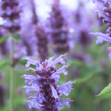 Agastache 'Blue Boa' - dropplant vaste plant