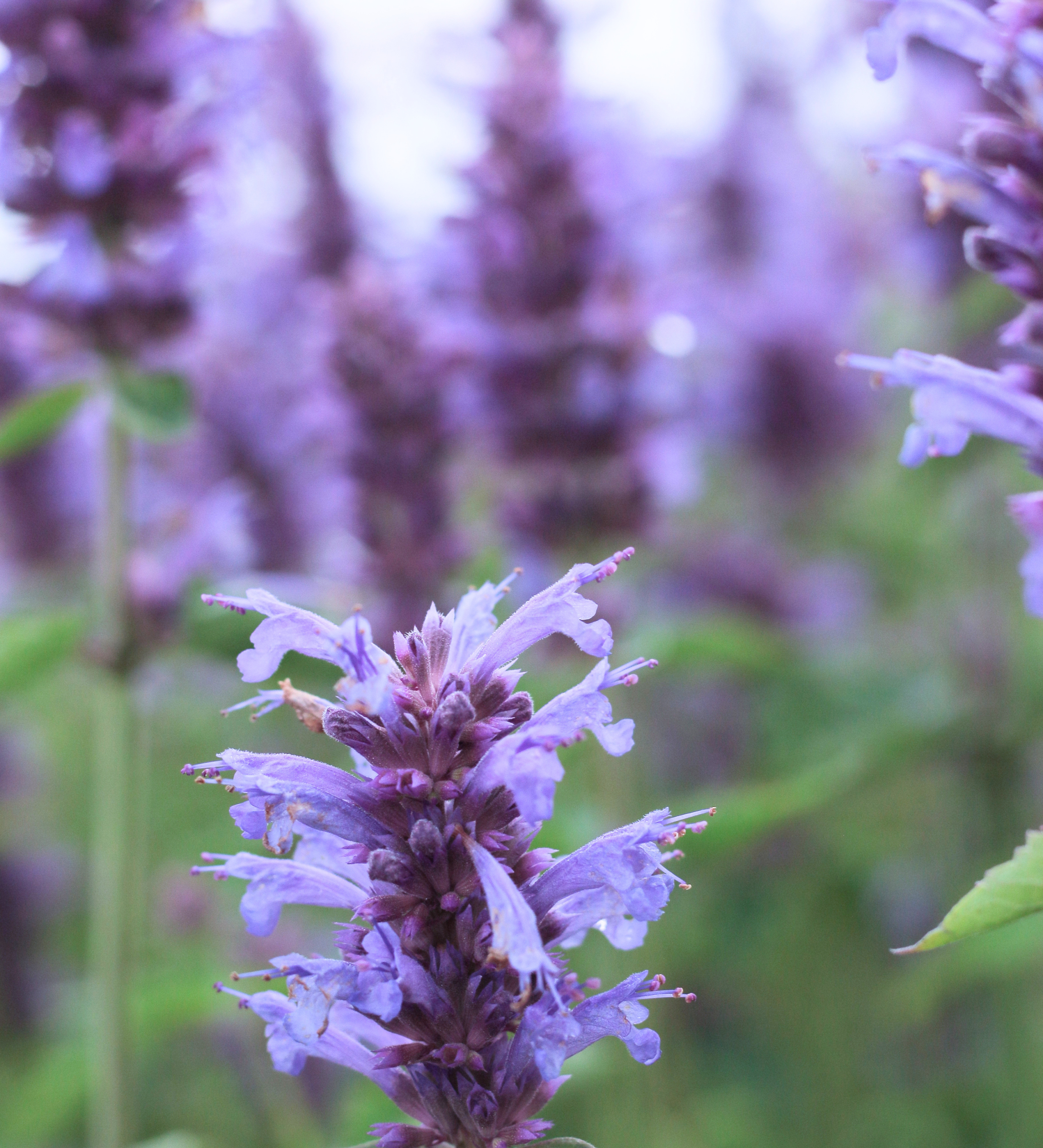 Agastache 'Blue Boa' - dropplant vaste plant