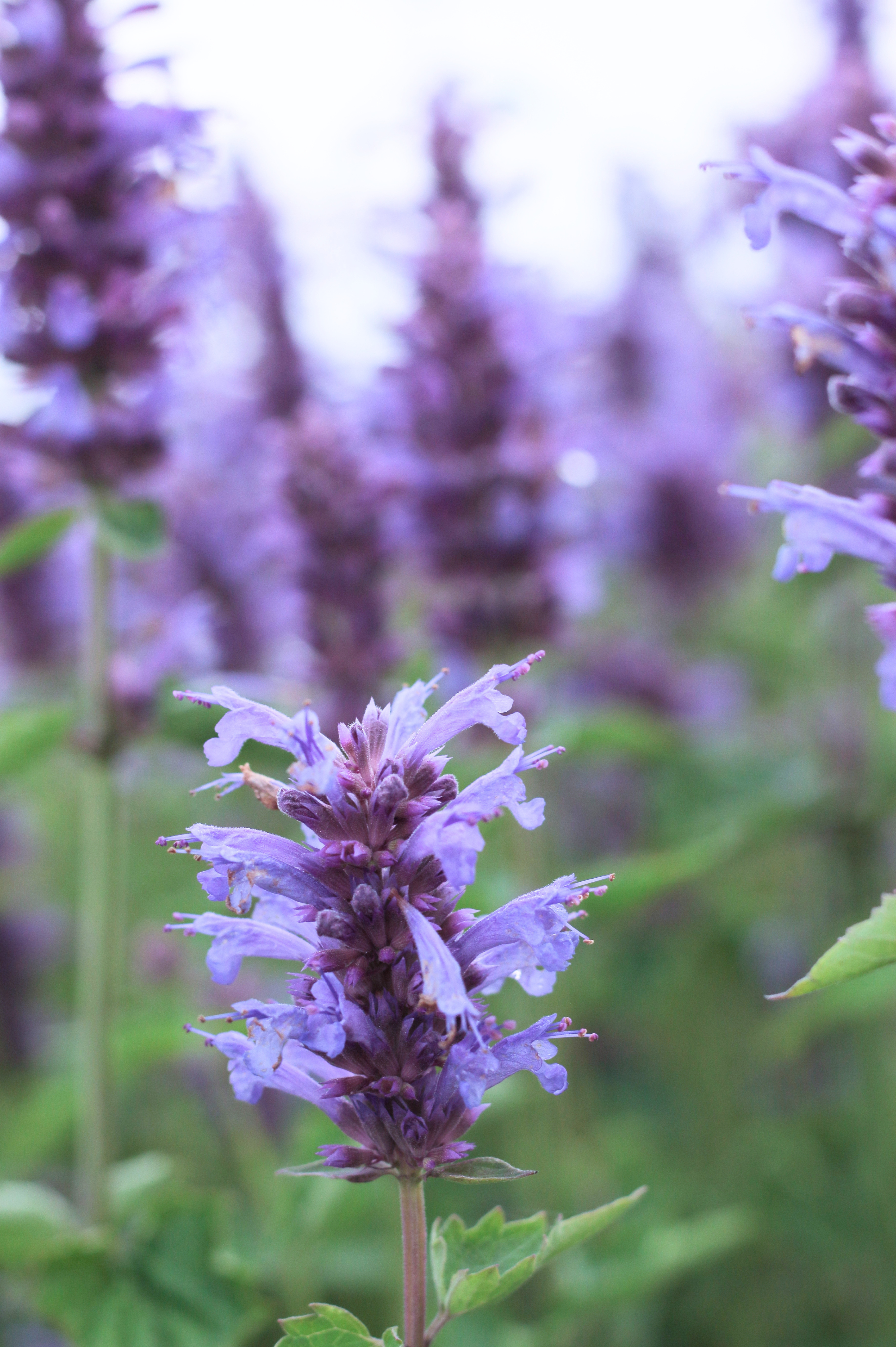 Agastache 'Blue Boa' - dropplant vaste plant