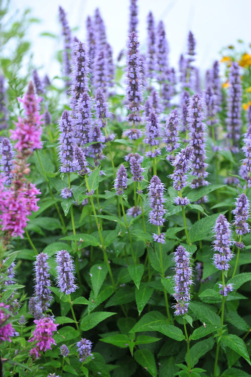 Agastache 'Blue Fortune'