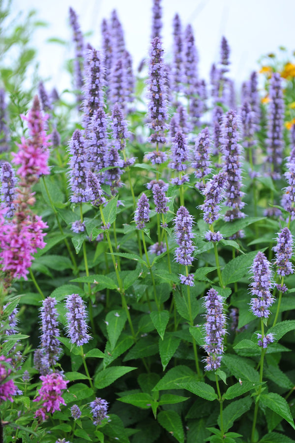 Agastache 'Blue Fortune'